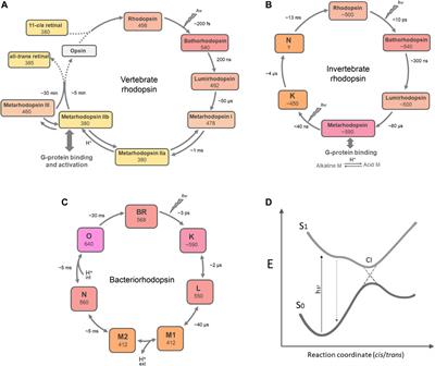 Rhodopsins: An Excitingly Versatile Protein Species for Research, Development and Creative Engineering